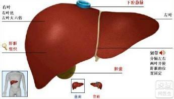 肝囊肿是怎么回事 肝囊肿该怎么回事