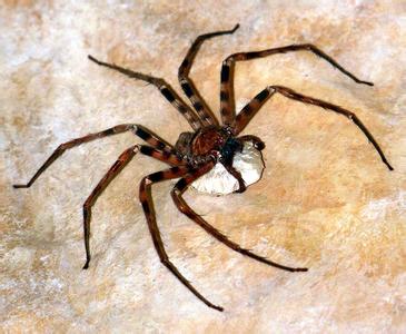 世界上最大的蜈蚣 世界上最大的蜘蛛