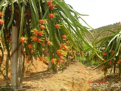 火龙果种植方法 火龙果怎样种植_火龙果的种植方法