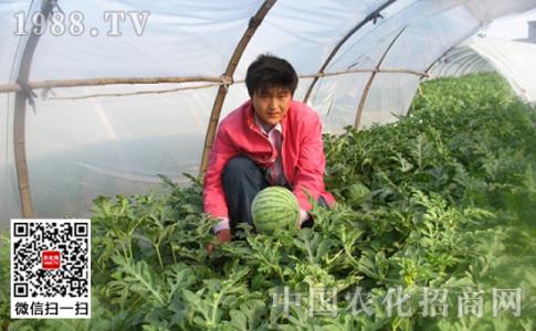 大棚西瓜种植管理技术 早春大棚西瓜栽培技术