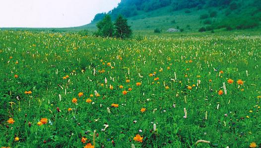 百花山 百花山导游词