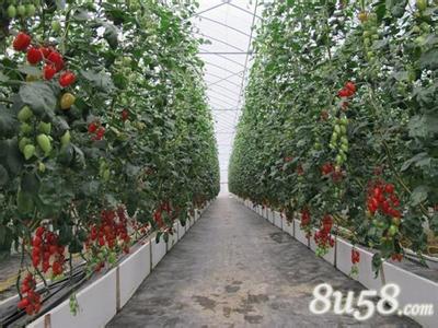樱桃番茄种子种植方法 樱桃番茄种植方法
