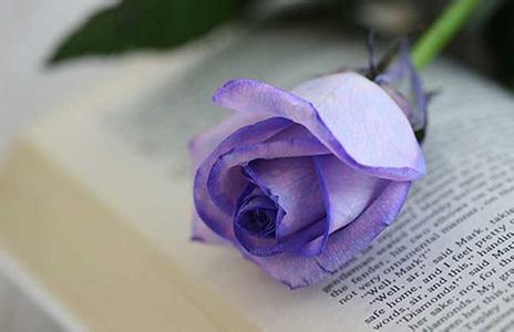 淡紫玫瑰的花语是什么 紫玫瑰的花语是什么