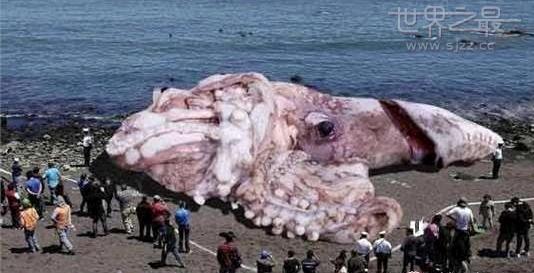 世界上最大的八爪鱼 世界上最大章鱼