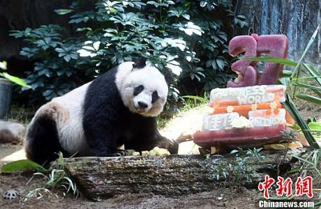 世界上最长寿的熊猫 全球圈养最长寿熊猫