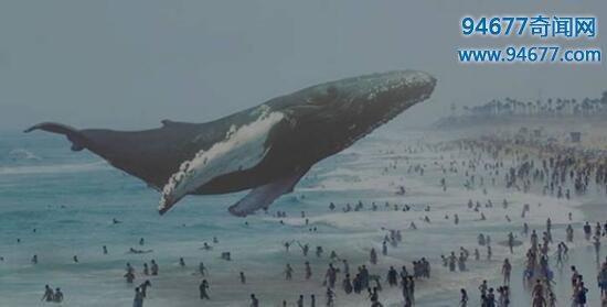 饥饿的鲨鱼世界鲸鲨 最大的鲨鱼——鲸鲨