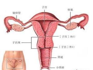 子宫内膜薄怎么调理 子宫内膜厚是什么原因 子宫内膜厚怎么调理