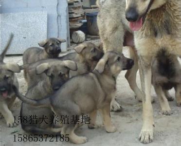 泰迪幼犬饲养方法 狼青幼犬的饲养方法