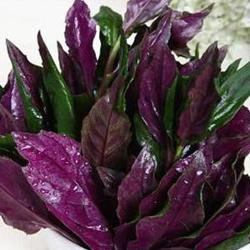 健康饮食：营养保健蔬菜紫背天葵
