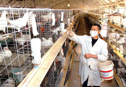 中国肉鸽饲养前景 肉鸽饲养_肉鸽的饲养技术