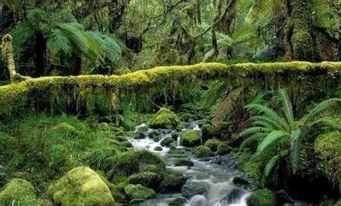世界三大热带雨林区 世界最大热带雨林