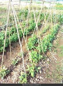 怎样种植茄子 豇豆怎样种植