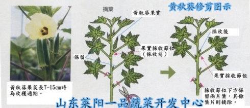 黄秋葵几月种植 如何种植黄秋葵