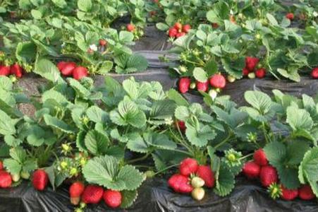 家庭阳台草莓种植方法 草莓的种植方法