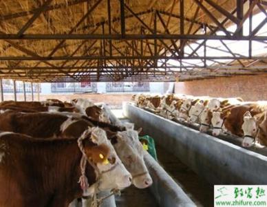 饲养肉牛的方法 肉牛饲养管理有什么方法