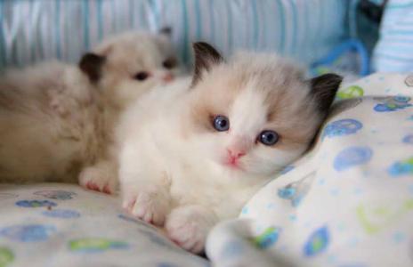 布偶猫饲养 布偶猫怎么养 布偶猫的饲养方法