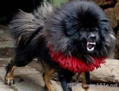 世界上最贵的狗 鬼獒 世界上最大一只鬼獒