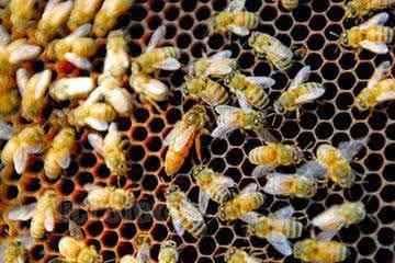 中蜂饲养原理与方法 蜜蜂饲养原理与饲养方法