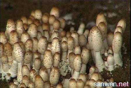 鸡腿菇生长周期 鸡腿菇的生长环境要求怎样