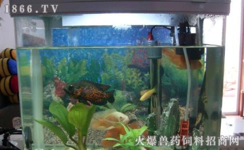 幼儿园饲养区介绍 水族箱鱼的饲养技术方法介绍