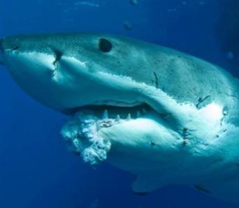 鲨鱼不会得癌症 鲨鱼不会患癌症的原因