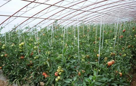 大棚西红柿种植技术 大棚种植西红柿的技术