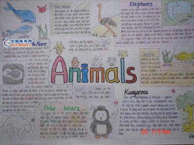 英语手抄报爱护动物 关于保护动物的英语手抄报
