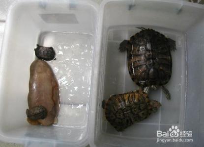 特别小的巴西龟吃什么 刚买的小巴西龟怎么养