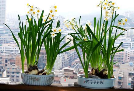 春季水仙花的养殖方法 水仙的养殖方法和注意事项