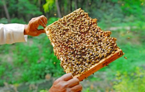 如何饲养蜜蜂 秋季野生蜜蜂如何饲养
