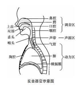 播音发声技巧 播音发声的器官运用技巧