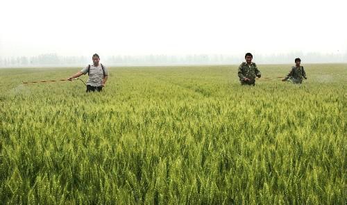 小麦草种植方法 安徽省小麦的种植方法