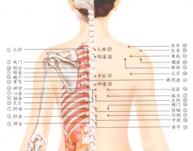 背部胀痛是什么原因 背部胀是什么原因_背部胀的原因