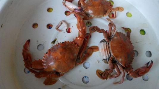 如何饲养螃蟹 螃蟹要怎么养 螃蟹的饲养方法