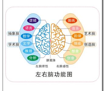 左脑和右脑哪个聪明 左脑和右脑的功能