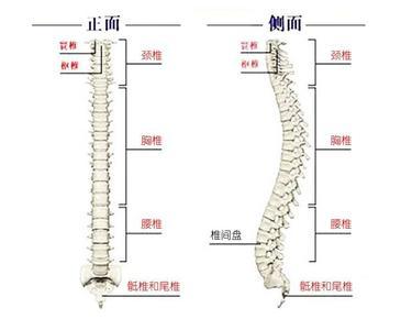 脊椎尾骨痛怎么回事 脊椎尾骨疼是怎么回事 治疗方法
