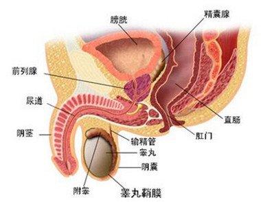 前列腺增生的治疗方法 前列线增生的治疗方法