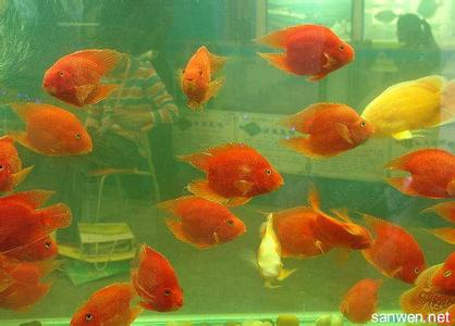 金鱼繁殖 金鱼怎么养才不会死 金鱼的生长繁殖