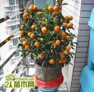 橘子盆栽种植方法 橘子盆栽种植方法有什么