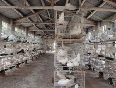 中国肉鸽饲养前景 肉鸽饲养标准_肉鸽的饲养