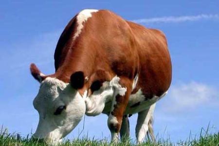 肉牛自然配种视频 肉牛饲养管理技术