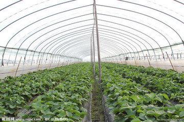 大棚蔬菜种植技术大全 大棚蔬菜种植的制约因素