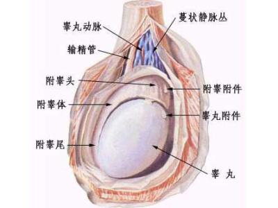 睾丸红痒脱皮什么原因 睾丸痒什么原因