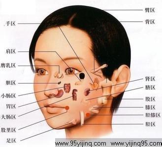 面相与健康 从面相看身体器官的健康