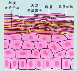 皮肤角质层薄怎么增厚 皮肤角质层薄怎么修复