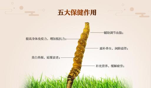 冬虫夏草的食用方法 冬虫夏草的功效与食用的方法