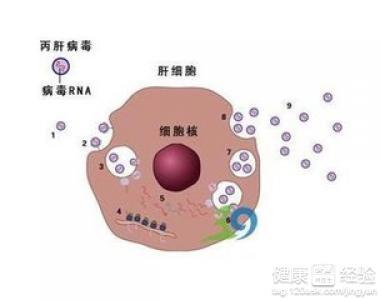 甲肝是什么 甲肝是什么回事