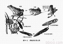 青蛙的生殖和发育 中考生物 青蛙的生殖和发育