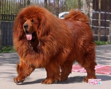 藏獒幼犬怎么饲养 纯种藏獒幼犬多少钱一只 纯种藏獒的饲养技巧