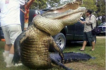 世界最大鳄鱼泰国8米 世界最长的鳄鱼